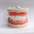 Modelo dental 13012 de la mandíbula dental modelo anatómico médico grueso de los dientes 32 de China